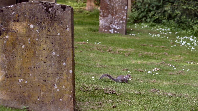 Warwick Graveyard squirrel 2006-06-06@0921-38